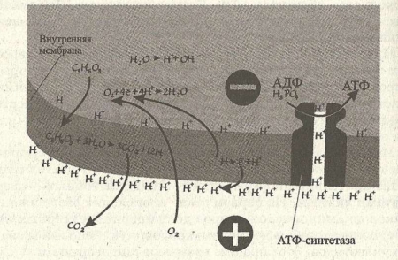 Рис. 13. Схема синтеза АТФ в митохондриях