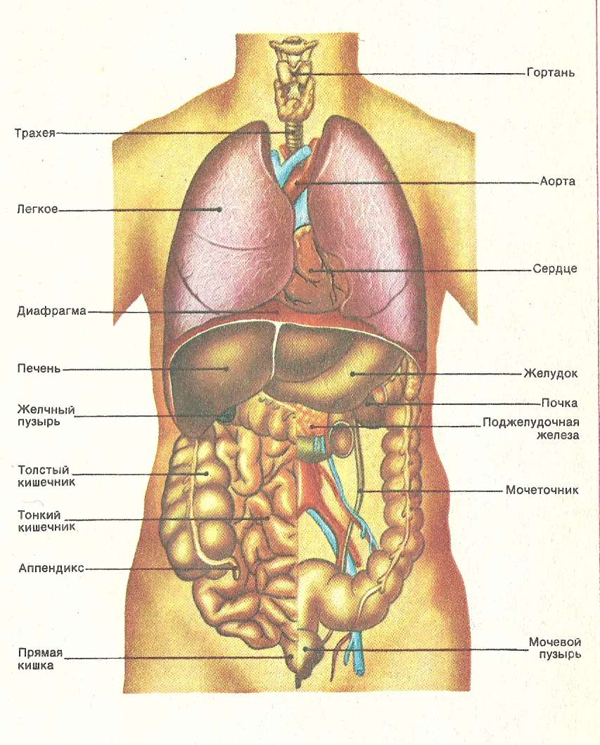 Chiropractic School Program Length