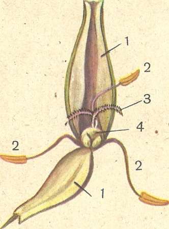 Рис. 96. Строение цветка ржи : 1 — цветочная чешуя; 2 — тычинки; 3— рыльце пестика; 4 — завязь.