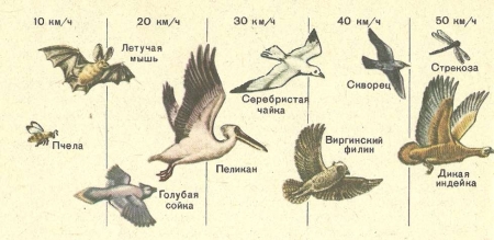 Наибольшие скорости птиц в сравнении с другими животными. (По У. Зедлагу.)