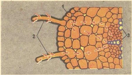 Рис. 43. Поперечный разрез корня (схема):  1— кожица; 2 — корневые волоски; 3— сосуды. Стрелками показан путь воды от корневых волосков по клеткам коры к сосудам.