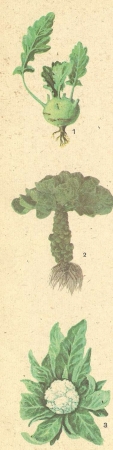 Разновидности капусты: 1 — кольраби; 2 — брюссельская; 3 — цветная.