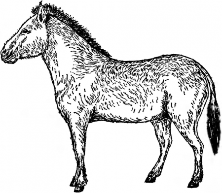 Рис. 35. Лошадь Пржевальского