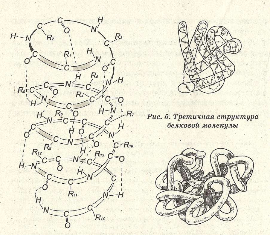 Белки соединение в цепи. Третичная структура белка строение. Третичная структура белка схема. Третичная структура белка это структура. Белки третичная структура химия.