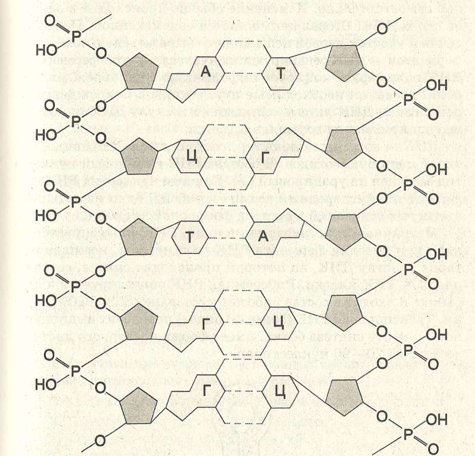 Нуклеиновые кислоты реакции. Двойная спираль молекулы ДНК. Двойная спираль нуклеиновых кислот. Схема строения ДНК двойная спираль. Участок двойной спирали ДНК.