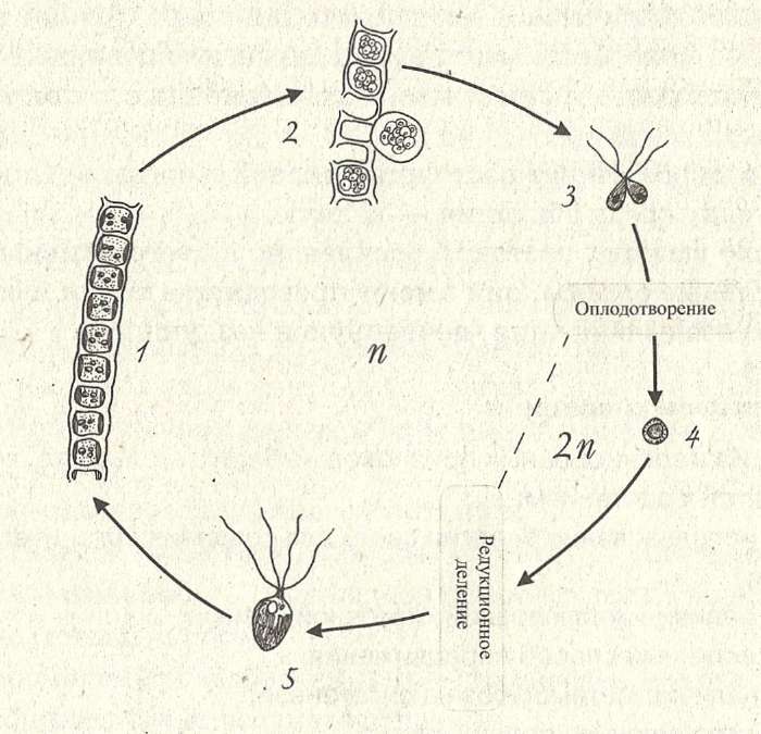 Размножение водорослей улотрикс. Жизненный цикл водорослей улотри. Жизненный цикл водорослей улотрикс. Жизненный цикл улотрикса схема. Жизненный цикл зеленых водорослей улотрикс.