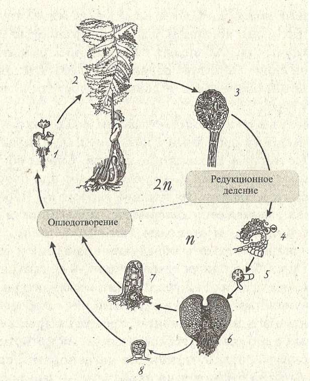 Схема жизненного цикла растения гаметы. Цикл развития равноспорового папоротника. Цикл развития разноспоровых растений. Жизненный цикл равноспоровых растений. Жизненный цикл разноспоровых папоротников.