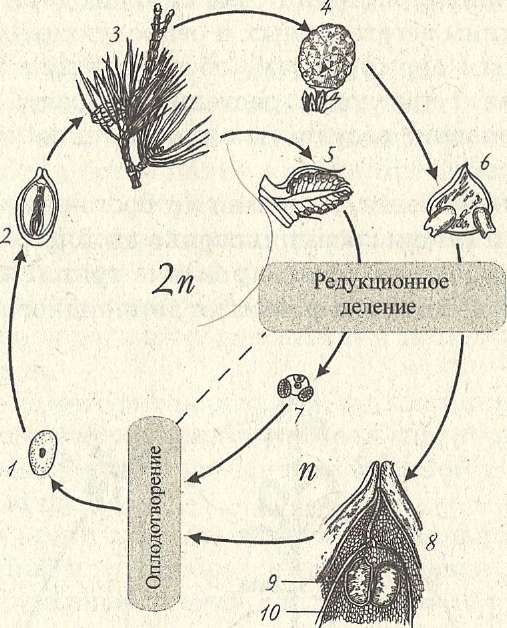 Цикл мужского семени булатов семен игоревич