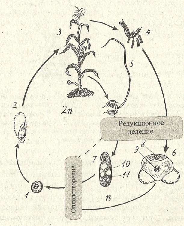 При делении жизненного цикла овощных растений. Цикл развития покрытосеменных схема. Цикл развития покрытосеменных растений. Цикл покрытосеменных растений схема. Жизненный цикл покрытосеменных растений схема.