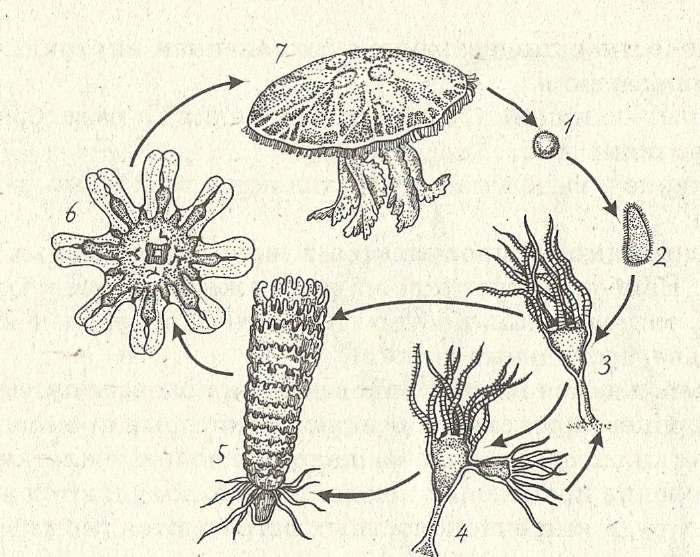 Стадия жизненного цикла медузы. Цикл развития кишечнополостных. Кишечнополостные полипы и медузы. Жизненный цикл сцифоидных медуз. Жизненный цикл сцифомедузы.