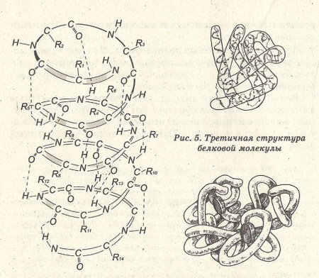Рис. 4. Вторичная структура Рис. 6. Четвертичная молекулы белка структура белковой молекулы