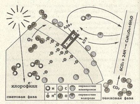 Рис. 12. Схема фотосинтеза