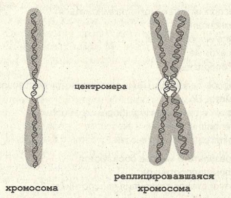 Рис. 14. Строение и репликация хромосомы