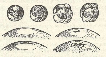 Рис. 17. Начальные стадии дробления яйцеклеток лягушки (вверху) и птицы (внизу)