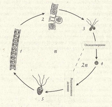 Рис. 24. Жизненный цикл улотрикса: 1 — участок вегетативной нити; 2 — образование гамет;  3 — копуляция; 4 — зигота; 5 — спора