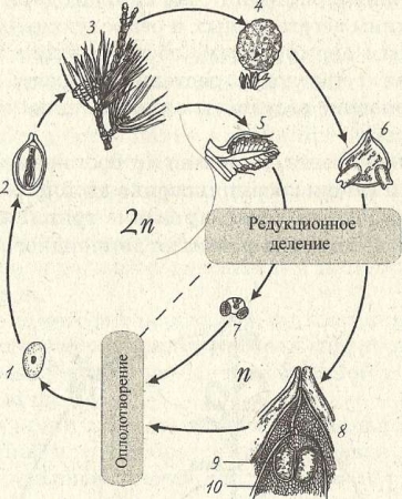 Рис. 28. Жизненный цикл голосеменных на примере сосны: 1—6 — развитие спорофита (1 — зигота; 2 — зародыш семени;  3 — спорофит; 4 — женская шишка; 5 — мужская шишка; 6 — семенная чешуя с семяпочками); 7,8 — развитие гаметофита (7 — микроспора; 8 — верхняя часть семяпочки); 9 — яйцеклетка; 10 — эндосперм