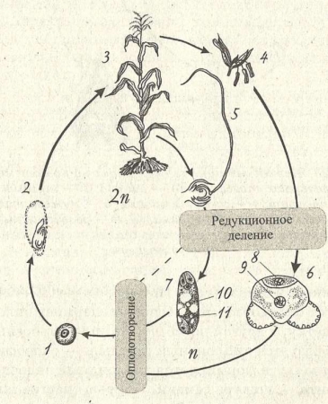 Рис. 29. Жизненный цикл покрытосеменных: 1 —5 — развитие спорофита (1 — зигота; 2 — зародыш семени; 3 — спорофит; 4 — тычиночный цветок; 5 — разрез пестика с семяпочкой); 6,7 — развитие гаметофита (в — пыльца (мужской заросток); 7 — зародышевый мешок); 8 — ядро генеративной клетки;\'9 — ядро вегетативной клетки; 10 — центральное ядро (2 n); 11 — яйцеклетка