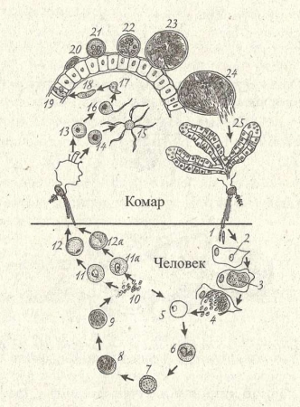 Рис. 31. Цикл развития малярийного плазмодия рода Plasmodium (ориг. схема Е.М. Хейсина): 1 — спорозоиты; 2—4 — шизогония в печени (2 — спорозоит, внедряющийся в печеночную клетку; 3 — растущий шизонт с многочисленными ядрами; 4 — шизонт, распадающийся на мерозоиты); 5—10 — эритроцитарная шизогония (5 — молодой шизонт в форме кольца; 6 — растущий шизонт с псевдоподиями; 7—8 — деление ядер внутри развивающегося шизонта; 9—10 — распад шизонта на мерозоиты и выход их из эритроцита, кроме мерозоитов, видны зерна пигмента); 11 — молодой макрогамонт; 11а — молодой микрогамонт; 12 — зрелый макрогамонт; 12а — зрелый микрогамонт; 13 — макрогамета; 14 — микрогамонт; 15 — образование микрогамет; 16 — копуляция; 17 — зигота; 18 — подвижная зигота; 19 — проникновение оокинеты сквозь стенку кишечника комара; 20 — превращение оокинеты в ооцисту на наружной стенке кишечника комара; 21,22 — растущая  ооциста с делящимися ядрами; 23 — зрелая ооциста со спорозоитами и остаточным телом; 24 — спорозоиты, покидающие ооцисту; 25 — спорозоиты в слюнной железе комара