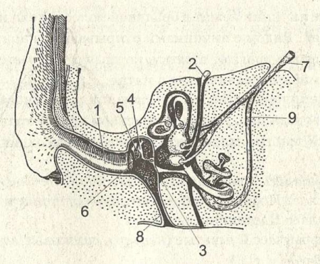 Рис. 39. Схема органа слуха млекопитающего: 1 — наружный слуховой проход; 2 — эндолимфатический канал; 3 — круглое окно; 4 — наковальня; 5 — молоточек; 6 — барабанная перепонка: 7 — слиховой нерв: 8 — евстахиева триба: 9 — нерв улитки