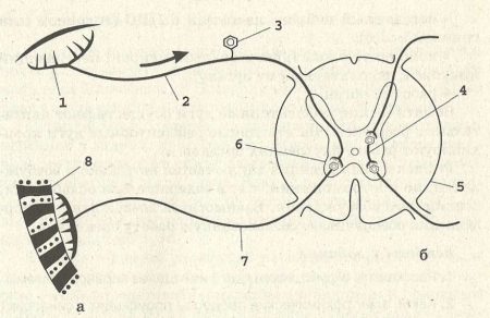 Рис. 42. Рефлекторная дуга (а — двухнейронная, б — трехнейронная):  1 — рецептор; 2 — чувствительный (центростремительный) нерв; 3 — чувствительный нейрон в спинно-мозговом ганглии; 4 — вставочный нейрон; 5 — спинной мозг; 6 — двигательный нейрон в передних рогах спинного мозга; 7 — двигательный (центробежный) нерв; 8 — рабочий орган