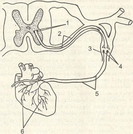 Рис. 43. Двигательный путь вегетативной рефлекторной дуги: 1 — тела первых нейронов; 2 — их отростки; 3 — вегетативный нервный узел; 4 — тела вторых нейронов; 5 — их отростки; 6 — окончание их на органе (сердце)