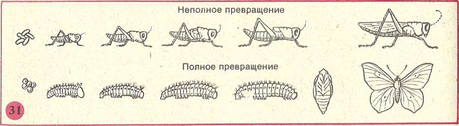 Миссисипский аллигатор тип развития прямое или с метаморфозом