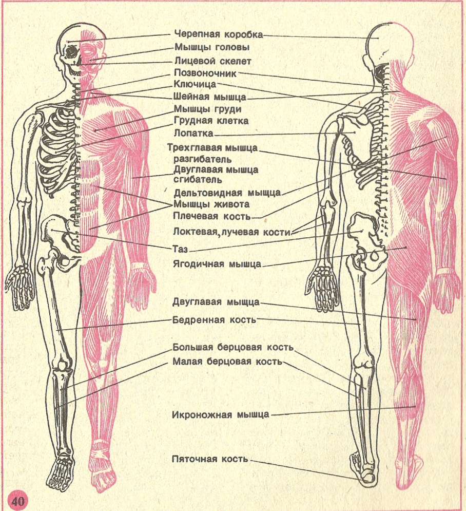 Части тела человека по отдельности в картинках