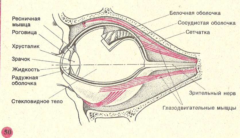 Сетчатка белочная оболочка сосудистая оболочка. Органы чувств анатомия глаз. Вспомогательный аппарат органов чувств. Вспомогательные органы глаза анатомия. Аппараты органа зрения.