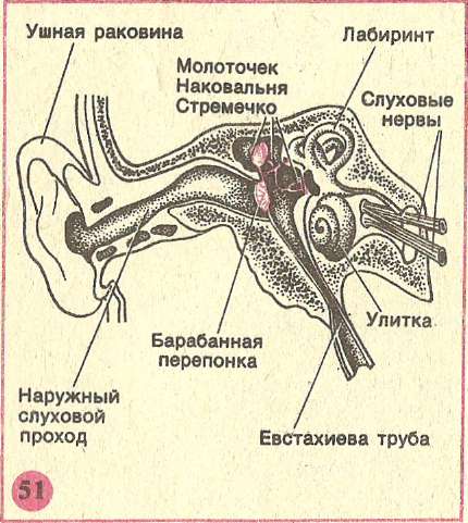 Кроссворд орган слуха