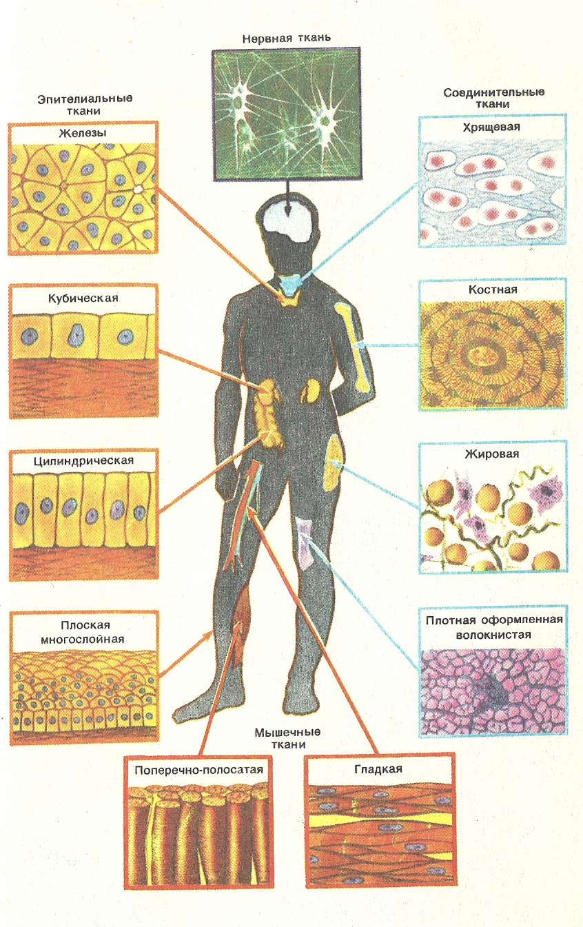 Почему клетки выполняют разные функции. Строение ткани человека схема. Какие основные виды тканей присутствуют в организме человека. Ткани человека виды строение и функции. Ткани человека и их виды рисунки.