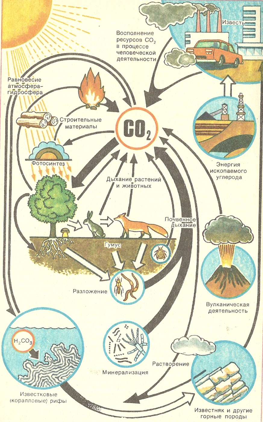 Круговорот углерода химия. Круговорот углерода в биосфере схема. Схема круговорота углерода в экосистеме. Круговорот углерода в природе схема 9 класс химия. Круговорот углерода в природе схема 9 класс.
