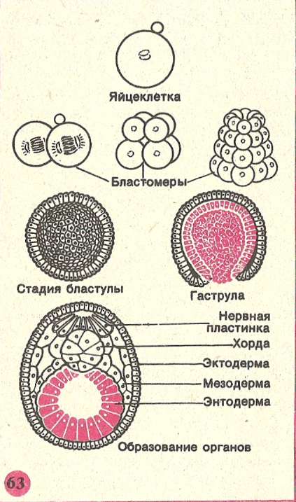 Онтогенез контрольная. Эмбриональный период растений. Онтогенез схема. Онтогенез клетки. Этапы онтогенеза рисунок.