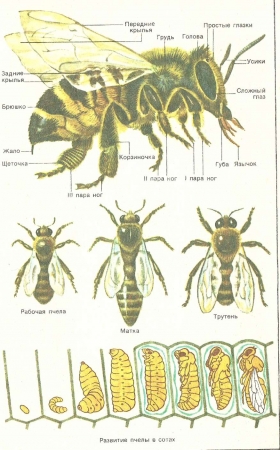 Строение и развитие пчелы