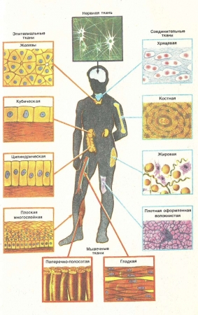 Ткани организма человека