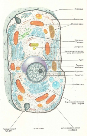 Строение клетки