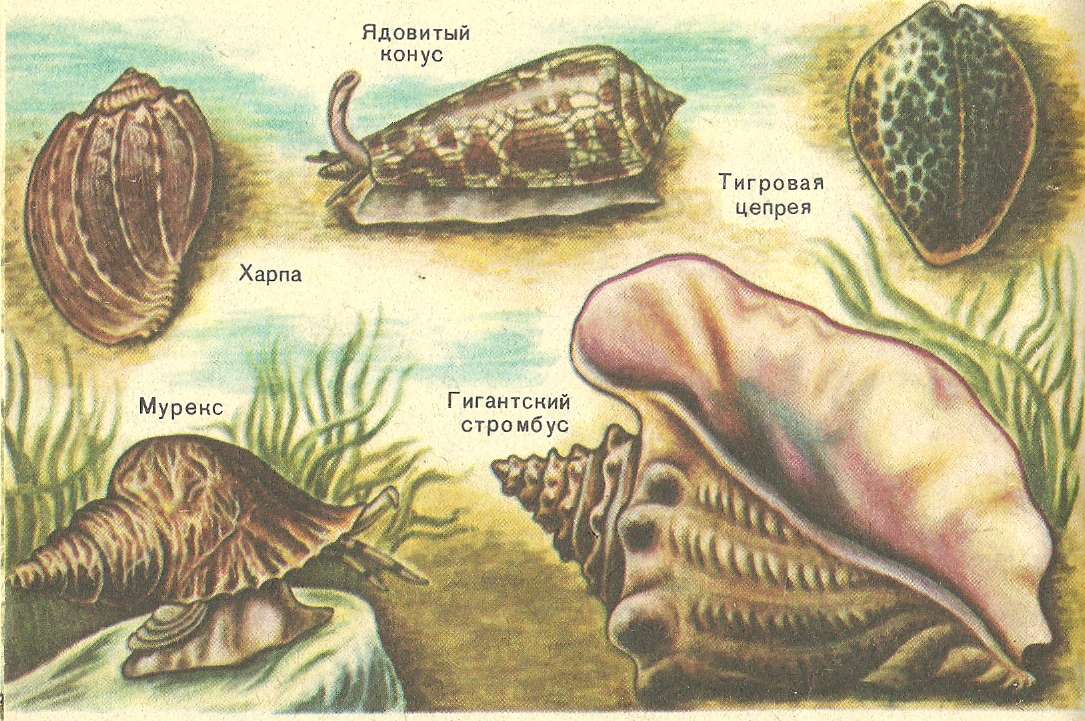 Породы моллюск