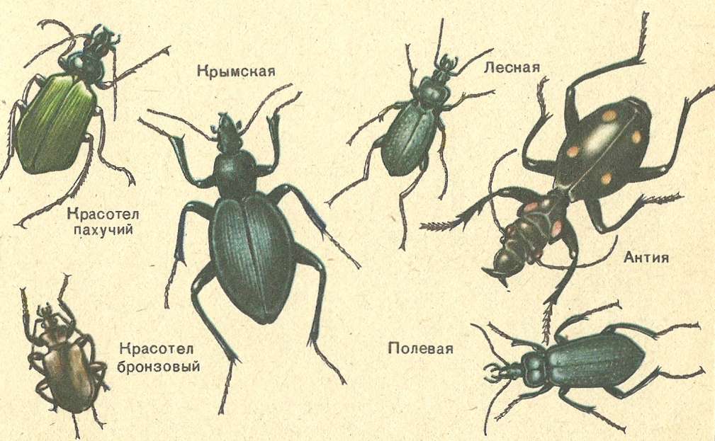Название 1 жуков. Атлас определитель название Жуков 1 класс. Жесткокрылые насекомые названия. Жуки разновидности. Разные жуки с названиями.