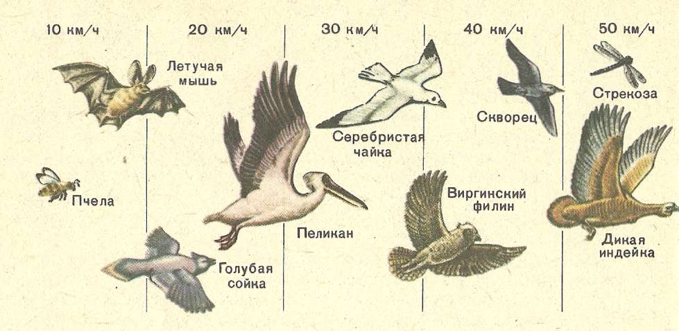 Средняя скорость полета птиц. Скорость полёта птиц таблица. Максимальная скорость полета птицы. Скорость полета разных птиц. Высота полета птиц.