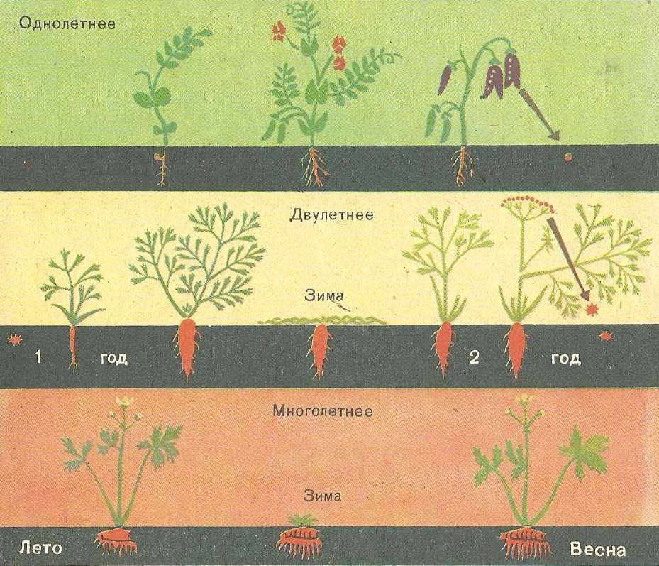 При делении жизненного цикла овощных растений онтогенез. Период вегетации у растений что это. Фазы развития моркови. Фазы развития многолетних трав. Срок жизни растений.