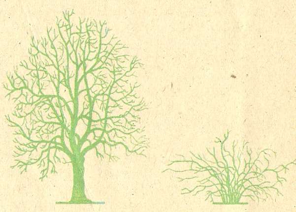Картинки по запросу деревья и кустарники схематично