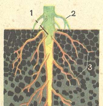 Рис. 30. Схема корневой системы растения: 1 — главный корень; 2 — придаточные; 3 — боковые.