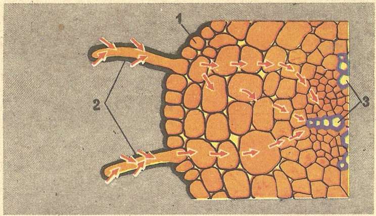 Передвижение воды в корне. Поперечный срез корня. Эпидермис корня. Схема продвижения веществ поглощённых корневыми волосками. Корень растения под микроскопом.