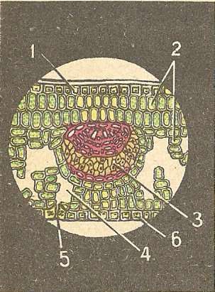 Рис. 54. Схема клеточного строения листа:  1 — клетки верхней кожицы; 2 — клетки мякоти листа; 3 — клетки жилки листа; 4 — межклетники; 5 — устьице; б — клетки нижней кожицы.