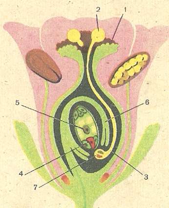 Рис. 100. Схема оплодотворения у цветковых растений: 1 — рыльце пестика; 2 — проросшая пыльца; 3— пыльцевая трубка;. 4 — яйцеклетка; 5 — центральная клетка; 6 — семяпочка; 7 — спермии.