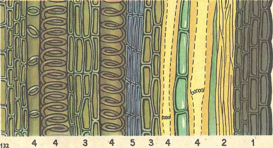 Проводящая ткань камбий сосуды устьица древесинные волокна. Ситовидные трубки луба. Ткани растений сосуды и ситовидные трубки. Механическая ткань склереиды сосуды трахеиды камбий. Проводящая ткань ситовидные трубки покровная ткань.