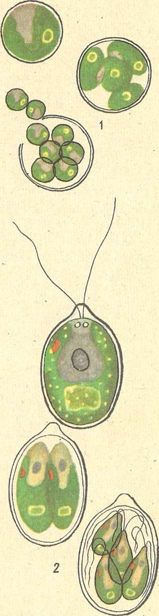 Одноклеточная зеленая водоросль хламидомонада. Размножение одноклеточных водорослей хламидомонада. Зооспоры у водорослей. Водоросль хламида Монада. Зооспоры хламидомонады.