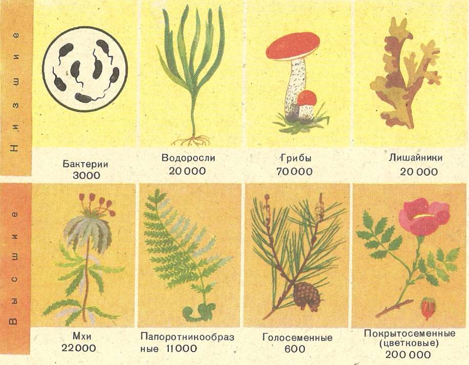 Последовательность появления покрытосеменных. Эволюция. Растения. Этапы происхождения растений. Этапы революции растений. Возникновение растений на земле.