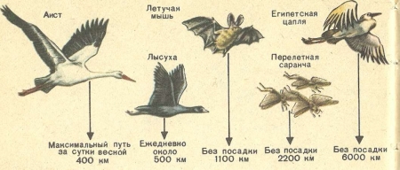 Сравнение перелетов птиц и других животных. (По У. Зедлагу.)