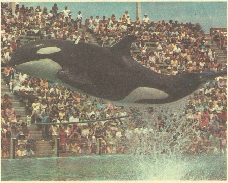 Акробатические выступления китообразных животных в дельфинариуме.