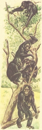 Шимпанзе.